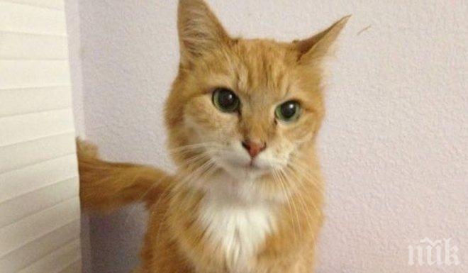 Коледна пратка до котарак вгорчи делника на стопанката му  