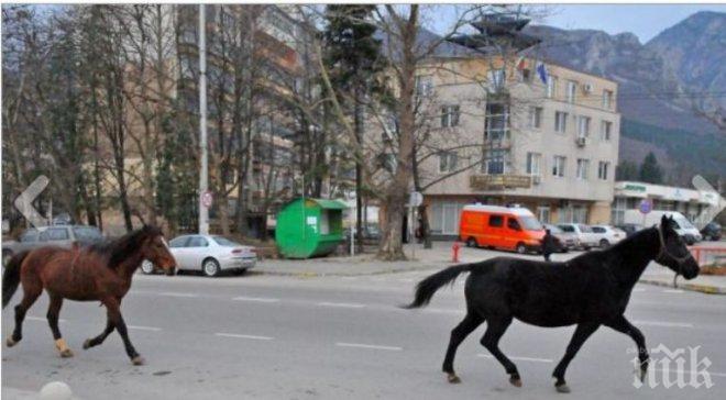 Коне препускаха по централен булевард във Враца (снимки)