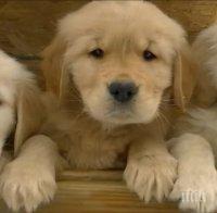 Внимание! Сайтове мамят с фалшиви обяви за домашни любимци