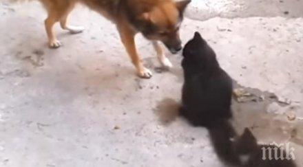 котка нейните малки отговарят подобаващо кучето случи стопли всички сърца