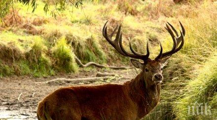 откриха труп благороден елен сини вир