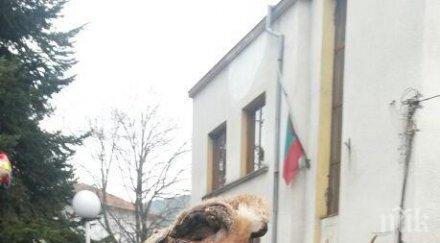 обичаят сурва получава сертификат юнеско януари