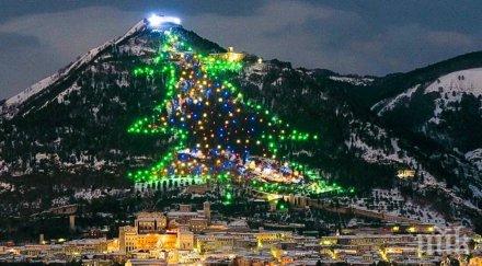 зрелищните коледни елхи света