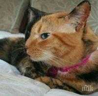 Уникална котка се превърна в хит в мрежата (снимки и видео)