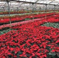 Фандъкова възроди производството на коледни звезди