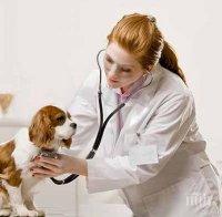 138 ветеринарни лекари са регистрирани във Варна