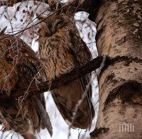 Ушати сови заселиха Казанлък