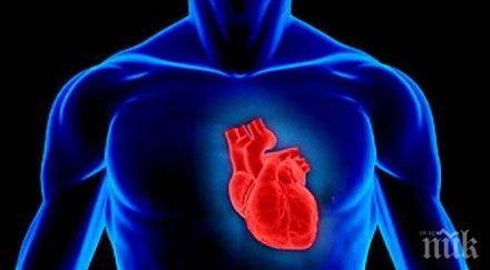 стволови клетки възстановяват сърдечния мускул прекаран инфаркт