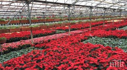 фандъкова възроди производството коледни звезди