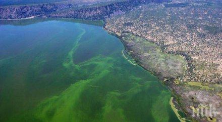 токсин водораслите засегне паметта морските лъвове