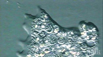 откриха 500 организма дъното охотско море