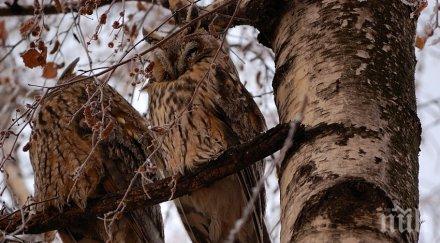 ушати сови заселиха казанлък