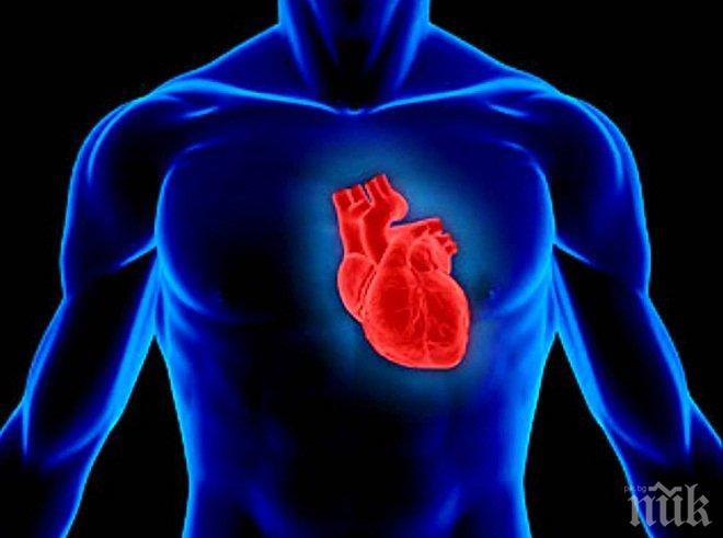 Стволови клетки ще възстановяват сърдечния мускул след прекаран инфаркт 