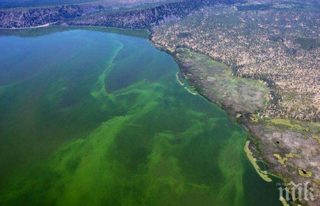 Токсин във водораслите може да засегне паметта на морските лъвове 