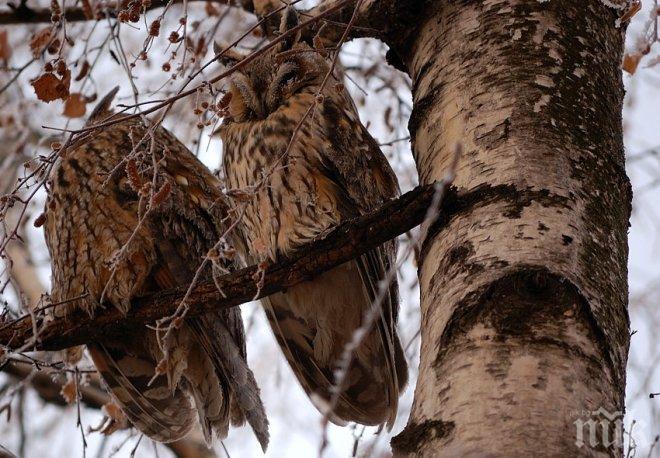 Ушати сови заселиха Казанлък