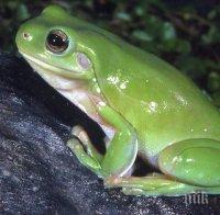 Изследователи откриха 6 нови вида жаби