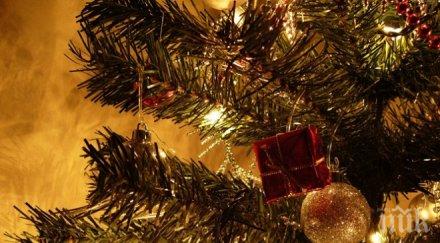 игличките коледните дръвчета година падат повече