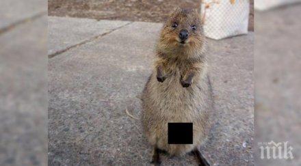 стърчи корема куока превърна популярната снимка годината австралия