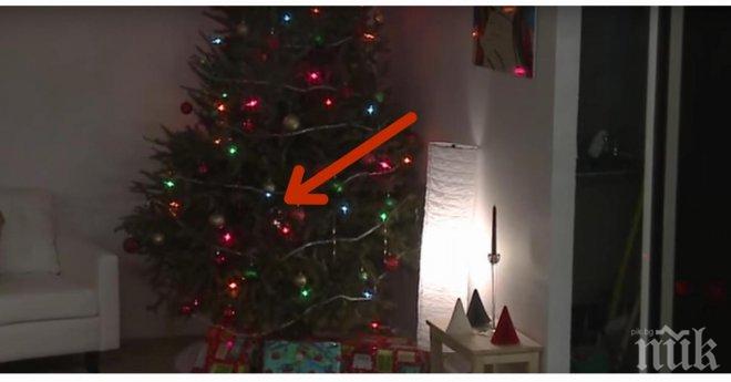 Тя забрави да полива коледното дърво. След това камерата засне ужасяваща гледка! Шокиращо!