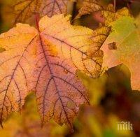 Синоптици от БАН с мрачна прогноза: Мъгла и студ в събота, живакът ще достигне едва 10°