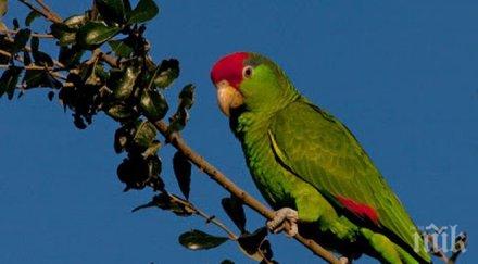 папагали сами произвеждат хранителни добавки
