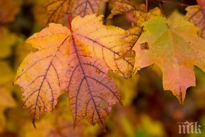 Синоптици от БАН с мрачна прогноза: Мъгла и студ в събота, живакът ще достигне едва 10°