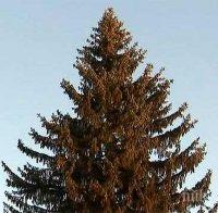 Доставка на елха до дома и офиса по Коледните празници