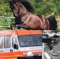 Автомеле заради кон в Дупница! Животното изскочило изневиделица и прати жена в болница