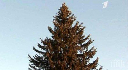 доставка елха дома офиса коледните празници