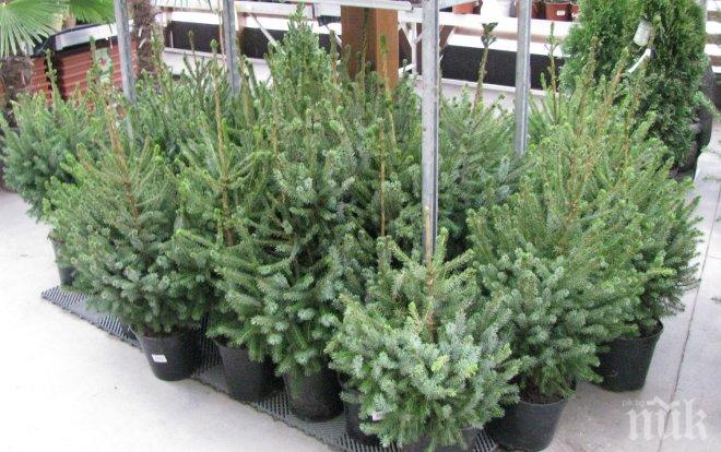 ПИК ТV: Доставка на елха до дома и офиса по Коледните празници
