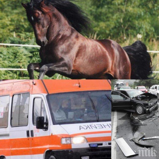 Автомеле заради кон в Дупница! Животното изскочило изневиделица и прати жена в болница