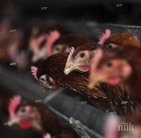 Видеозаписи хвърлиха светлина върху ужасяващите условия в стопанствата за гъши дроб във Франция