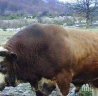 ПИК TV: Бик стъпка до смърт 54-годишен мъж край Разлог