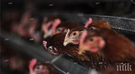 видеозаписи хвърлиха светлина ужасяващите условия стопанствата гъши дроб франция