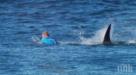 акула скочи сърфа австралиец сидни