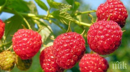 търсят нашенци бране малини ягоди испания португалия