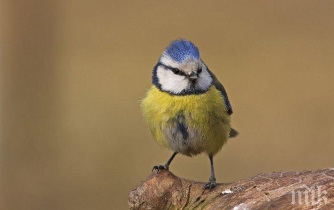 Откриха защо птиците не посивяват докато остаряват