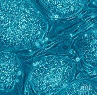 Рибеното масло превръща складиращи мазнини клетки в клетки, които изгарят мазнини, откриха учени