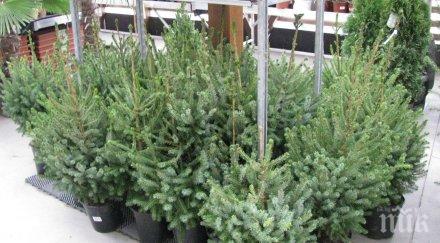 сирия бяха издигнати елхи случай коледните празници