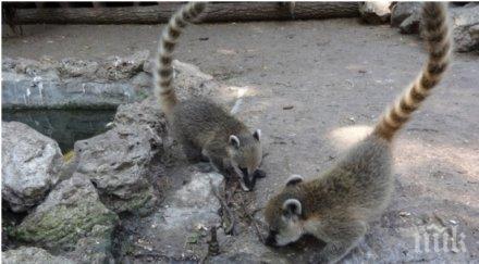 зоопарк колумбия утолява плодове жаждата животните