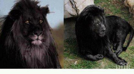 мистерия съществува наистина черен лъв вярно последния оцелял вида
