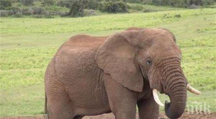 тайланд слоновете облечени дядо коледа