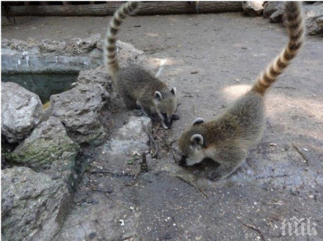 Зоопарк в Колумбия утолява с плодове жаждата на животните