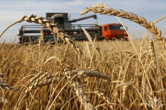 Русия поднови износа на зърно за Турция