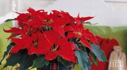 коледната звезда грее дълго ярко