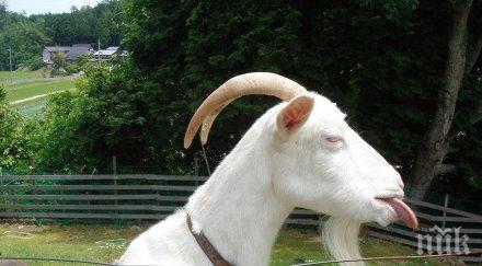 швеция изгориха коледен козел