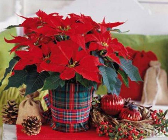 Коледната звезда грее дълго и ярко