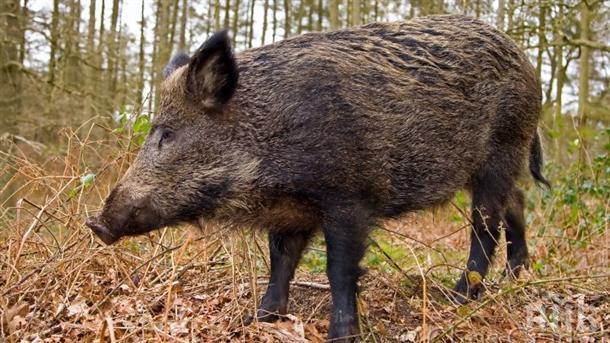 Ловна дружинка застреля 130-килограмово прасе в Смолянско
