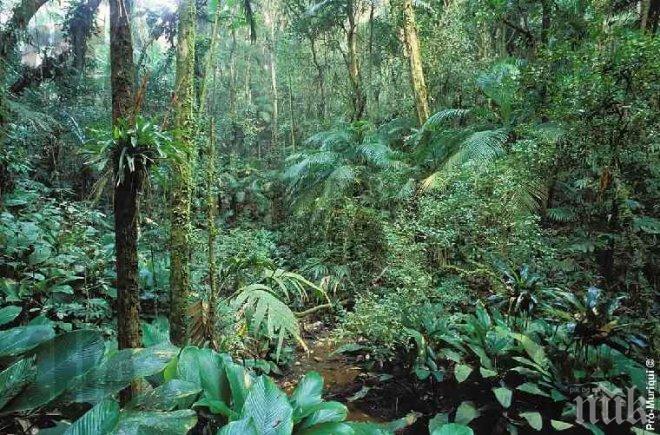 Туристи се изгубиха в Амазонската джунгла