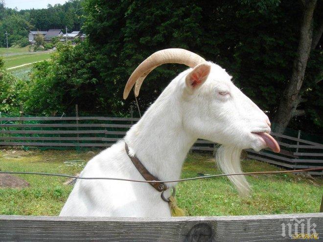 В Швеция изгориха коледен козел